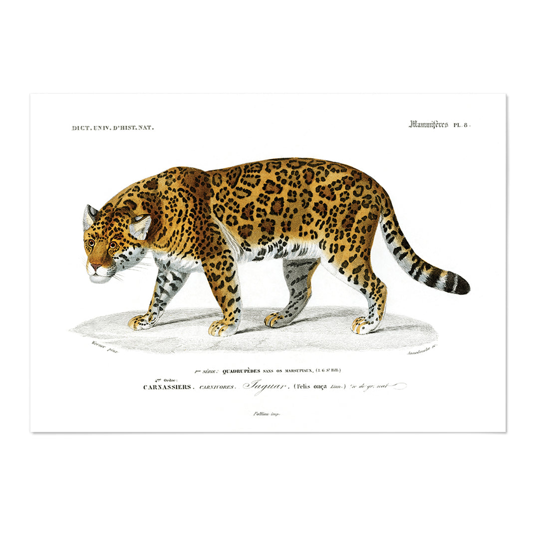Jaguar Art Print - MJ Design Studio