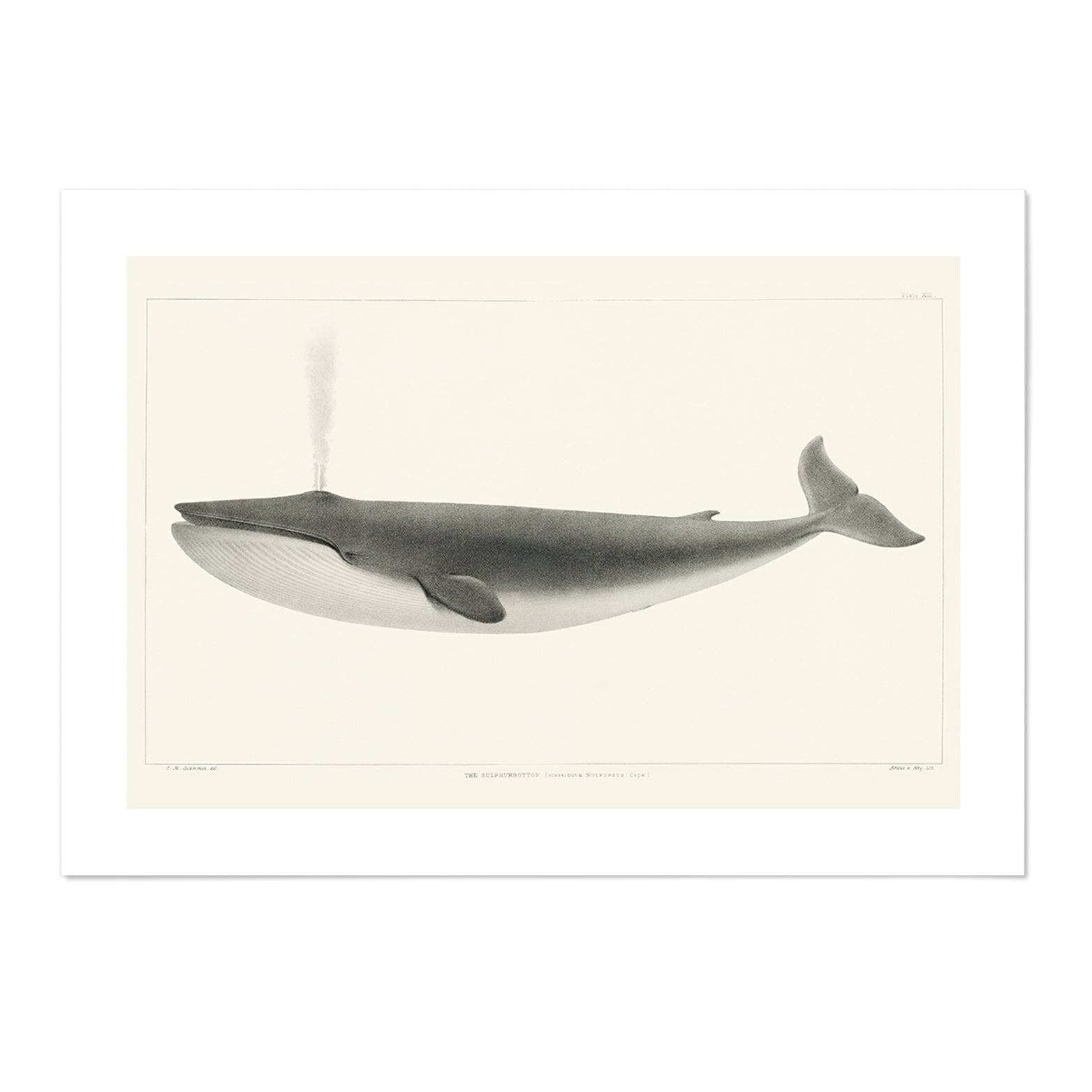Blue Whale Art Print - MJ Design Studio