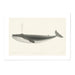 Blue Whale Art Print - MJ Design Studio