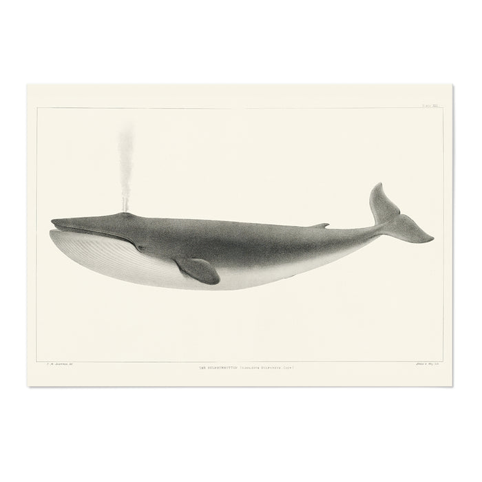 Blue Whale Art Print - MJ Design Studio