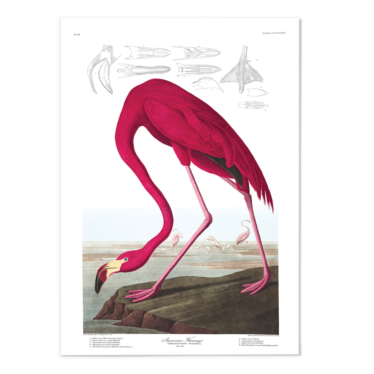 Flamingo Art Print - MJ Design Studio