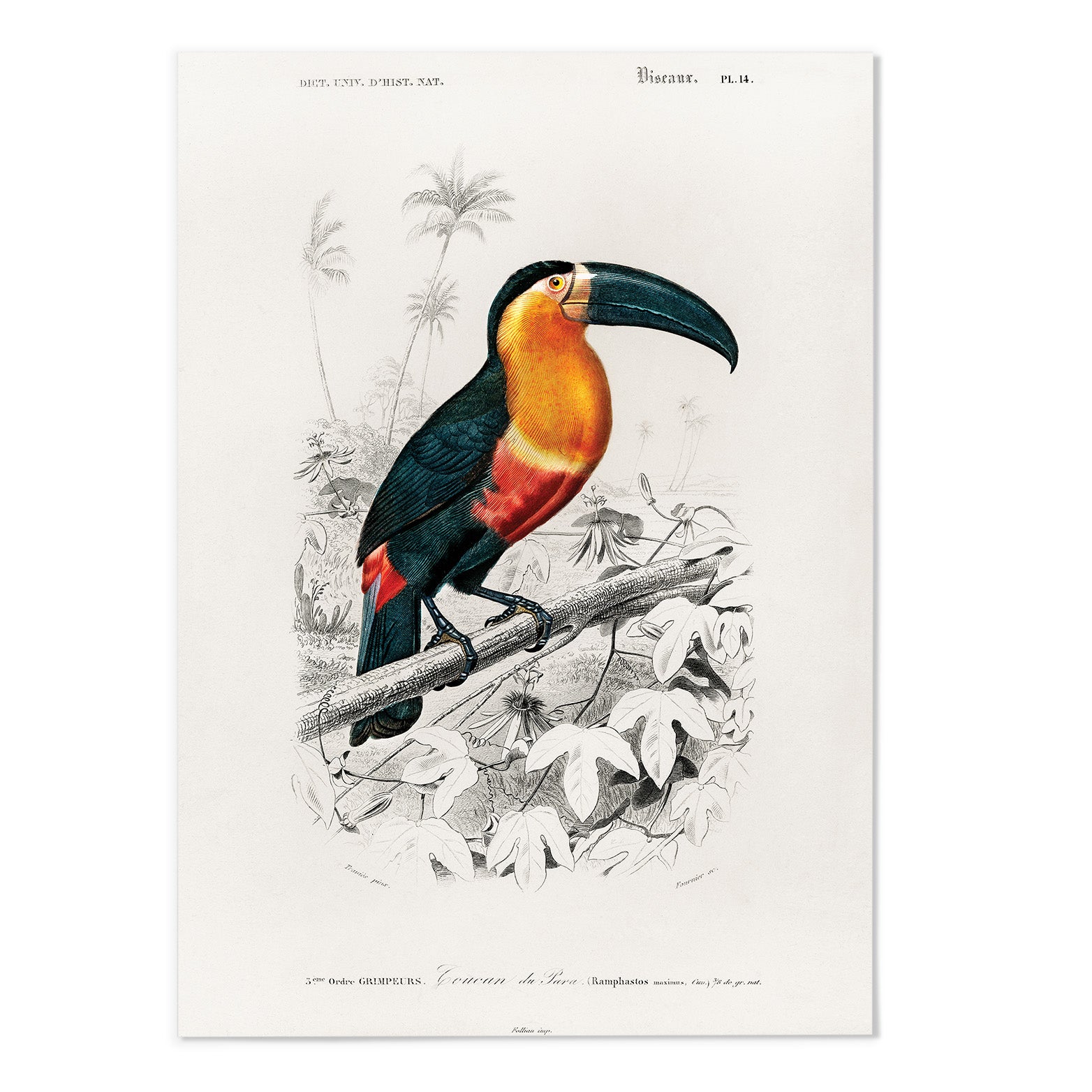 Toucan Art Print - MJ Design Studio