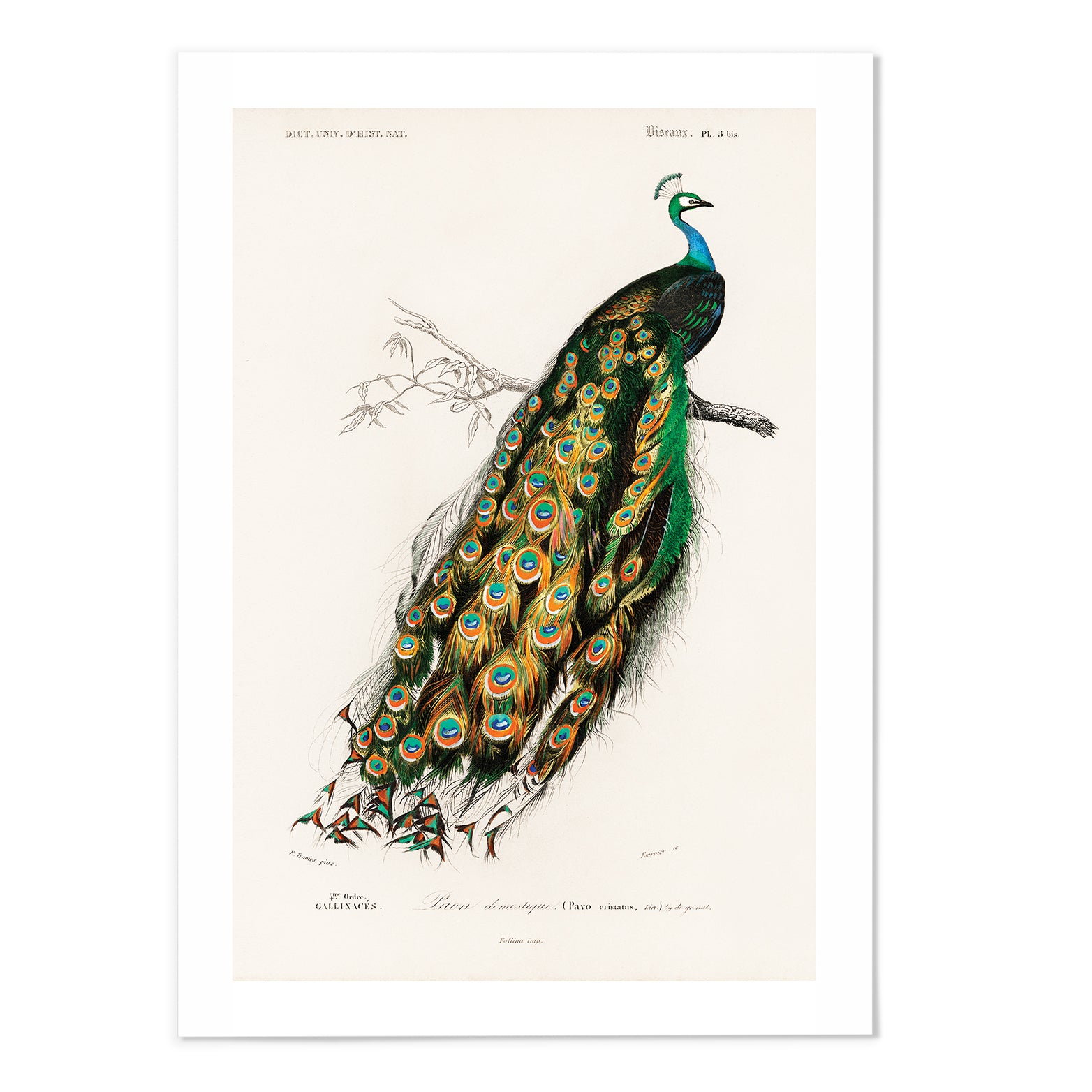 Peacock Art Print - MJ Design Studio