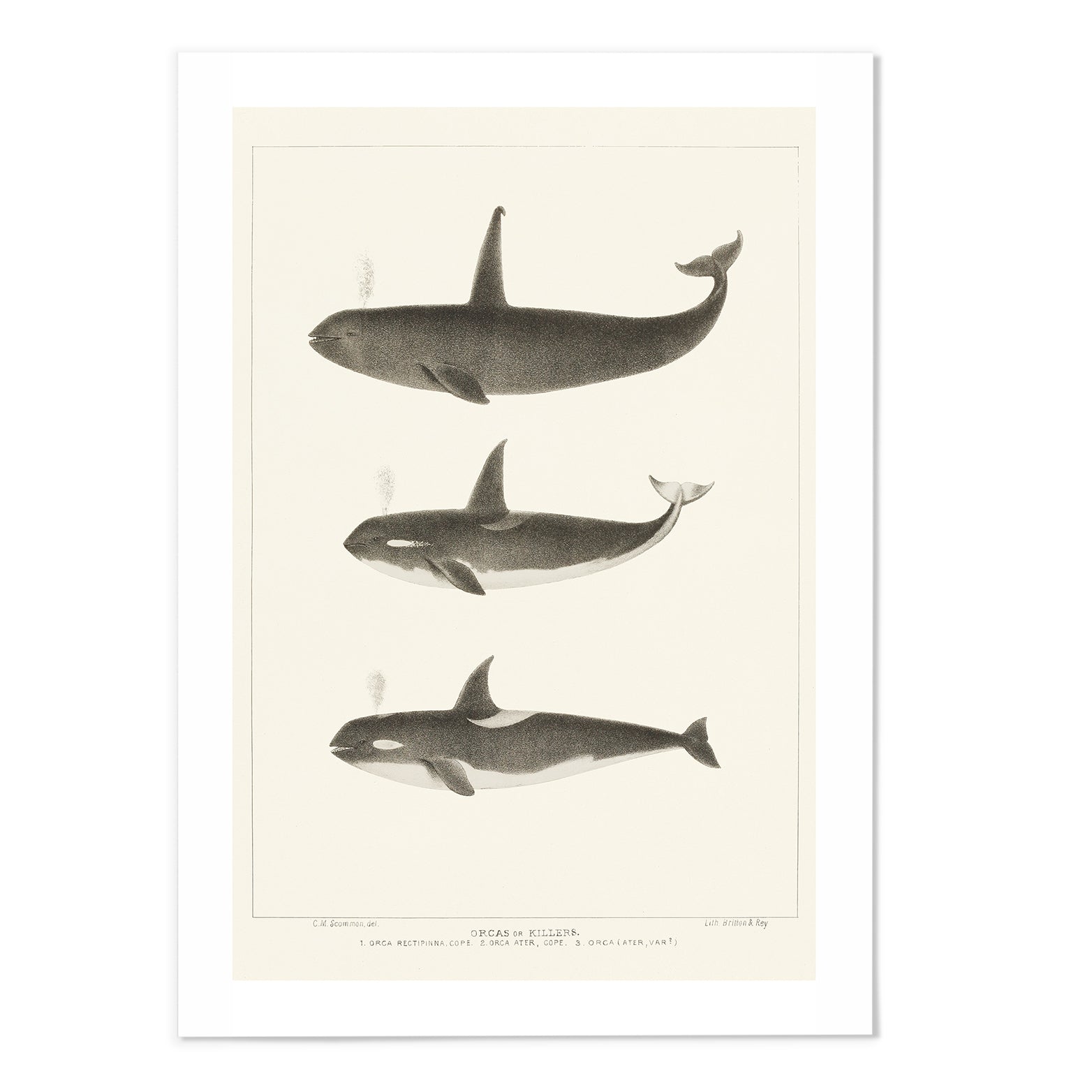 Orca/Killer whale Art Print - MJ Design Studio