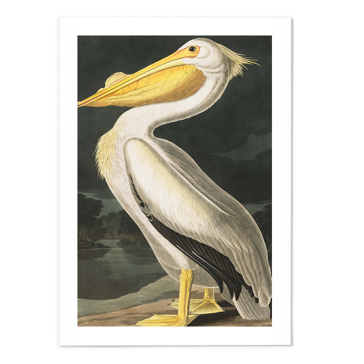 American White Pelican Art Print - MJ Design Studio