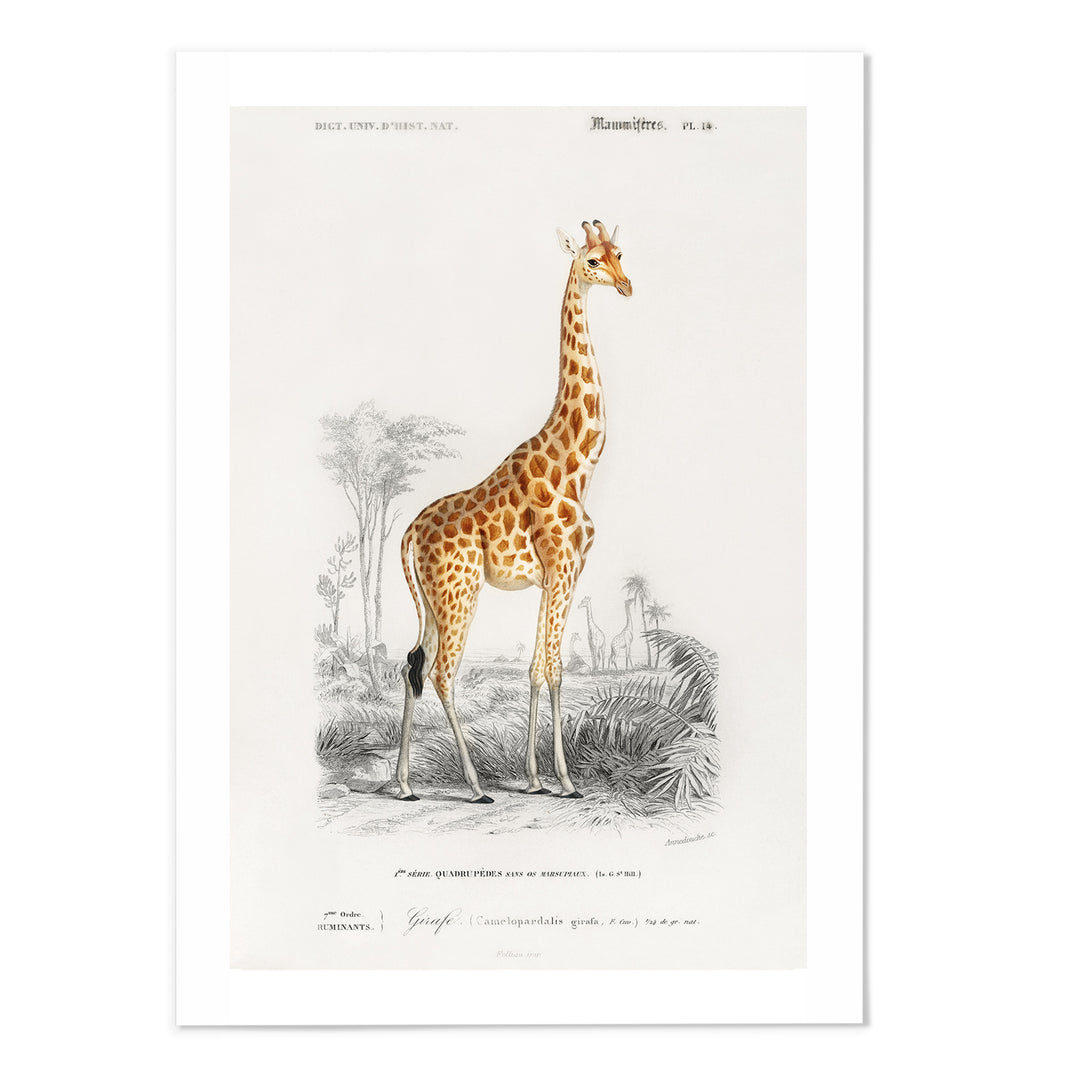 Giraffe Art Print