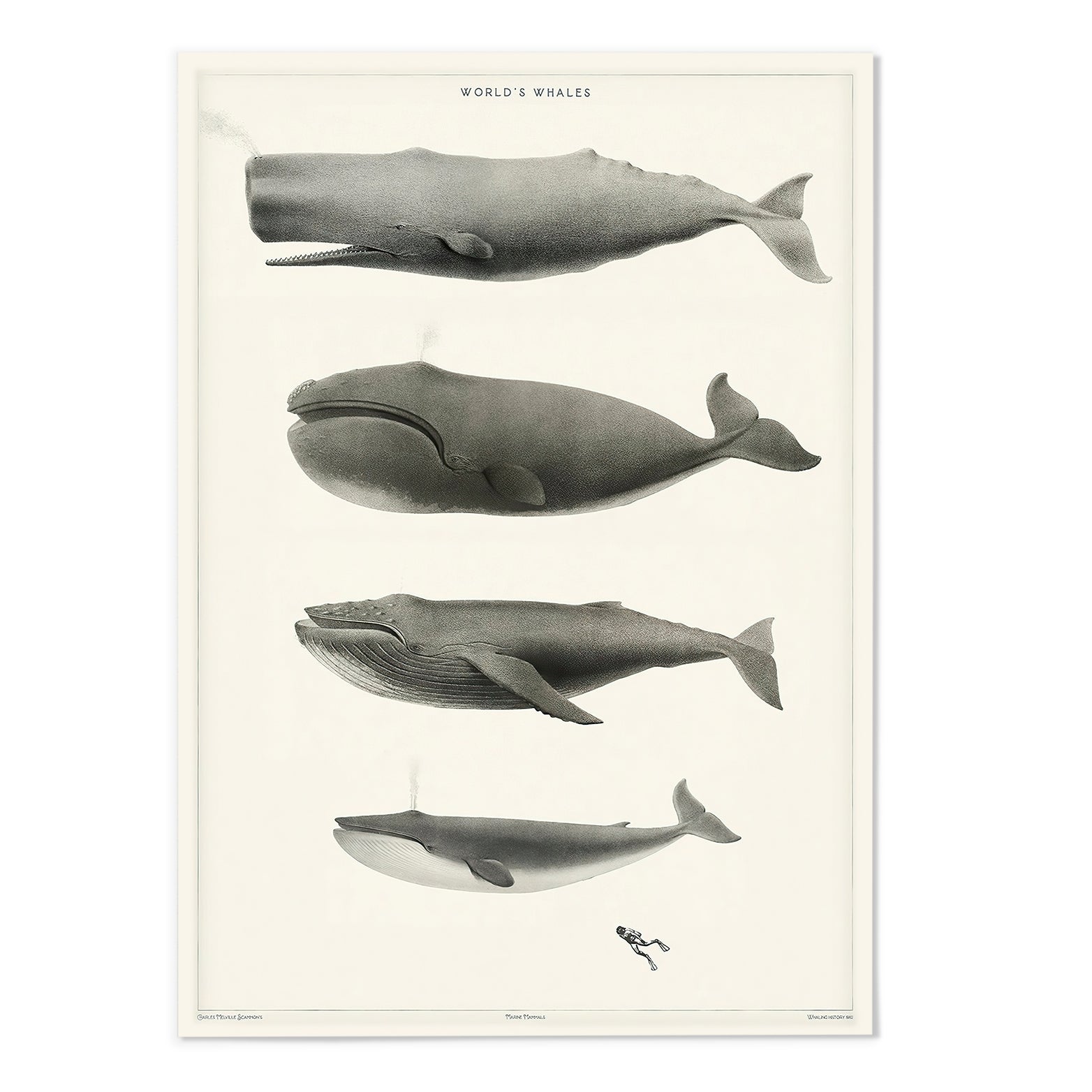 The World's Whales Art Print