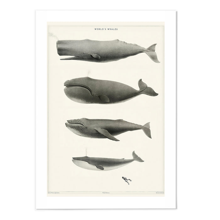 The World's Whales