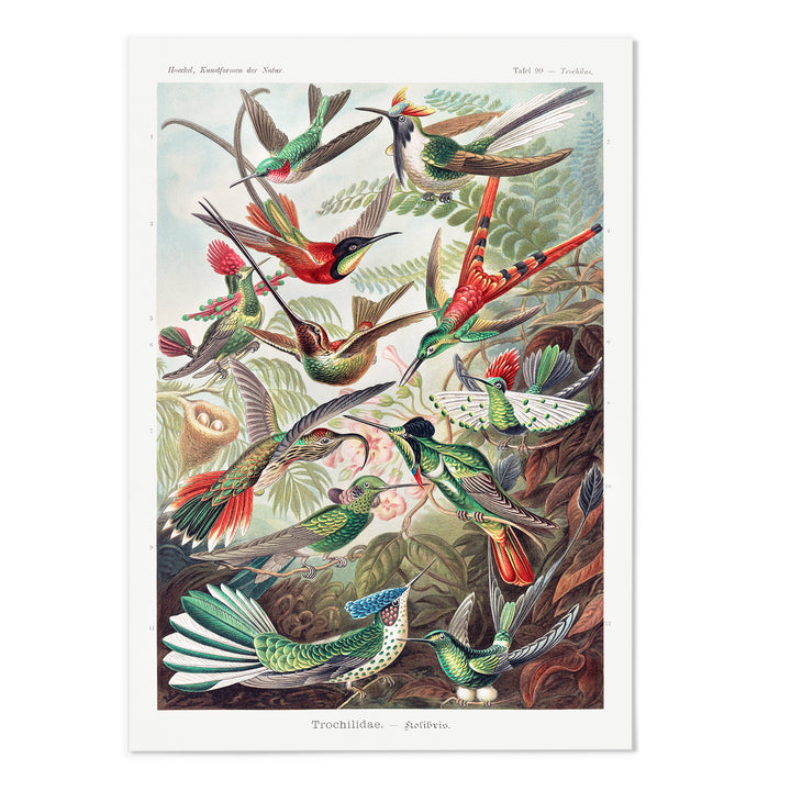 Trochilidae Art Print