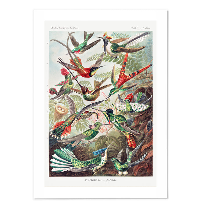 Trochilidae Art Print