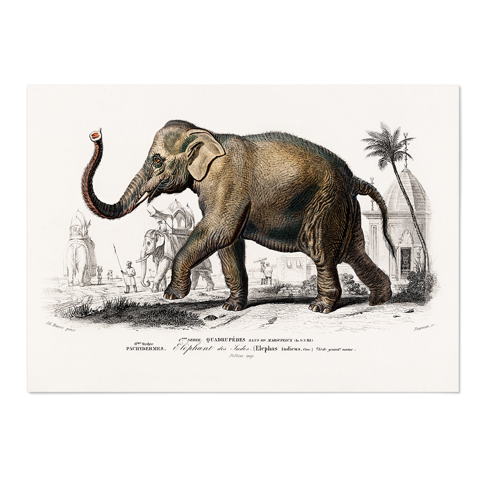 Vintage Elephant Art Print