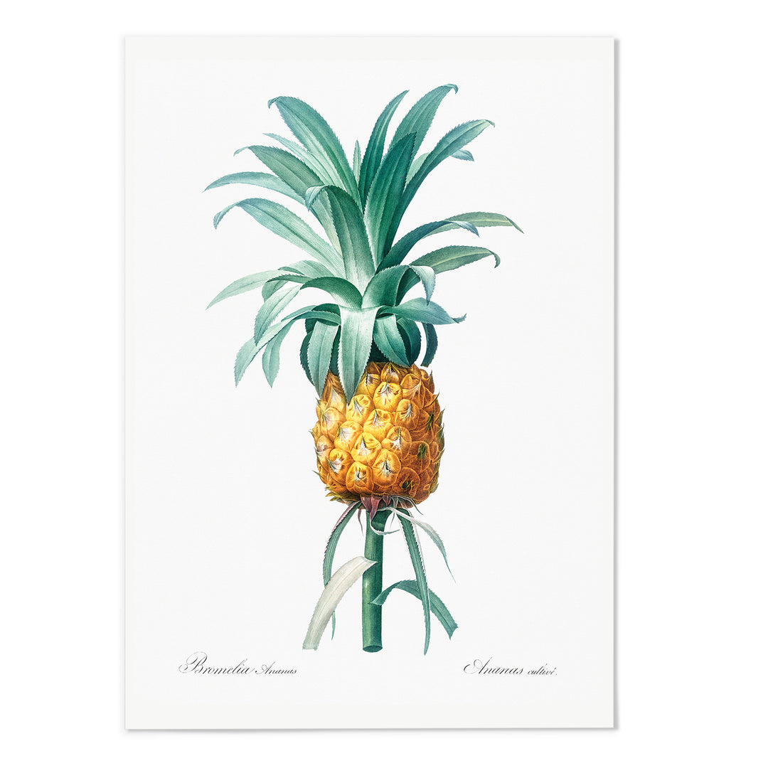 Bromelia Pineapple Art Print - MJ Design Studio