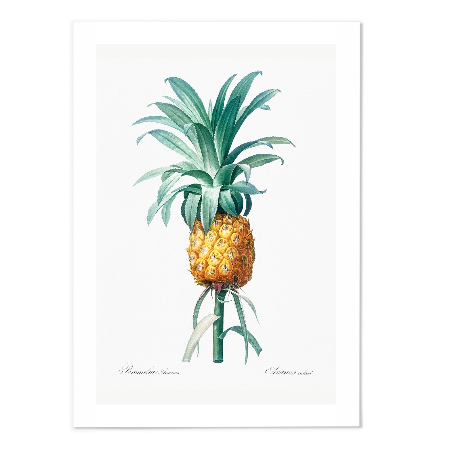 Bromelia Pineapple Art Print - MJ Design Studio