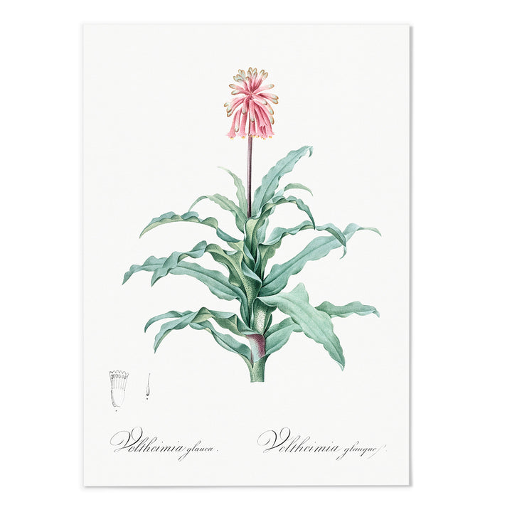 Veltheimia Glanca Art Print - MJ Design Studio