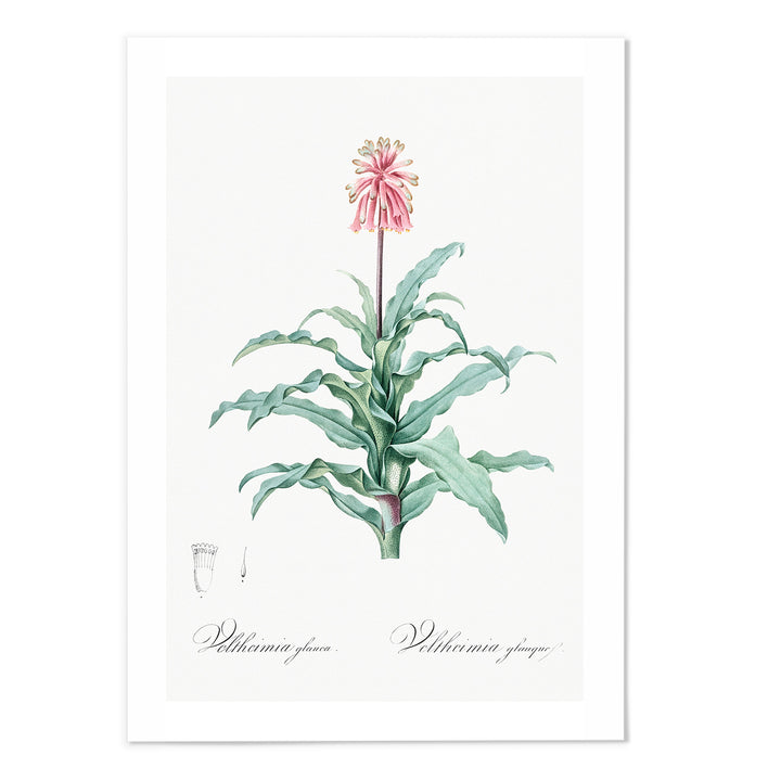 Veltheimia Glanca Art Print - MJ Design Studio