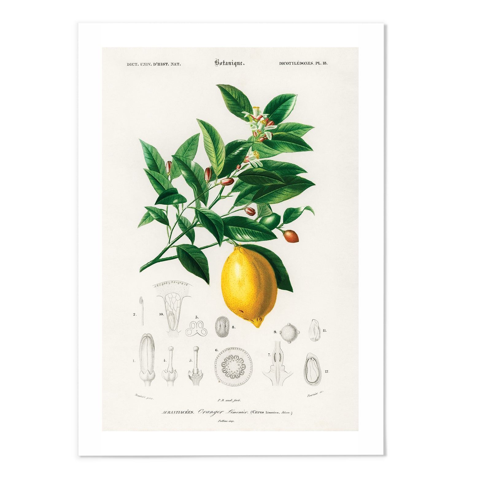 Lemon Vintage Illustration Art Print - MJ Design Studio