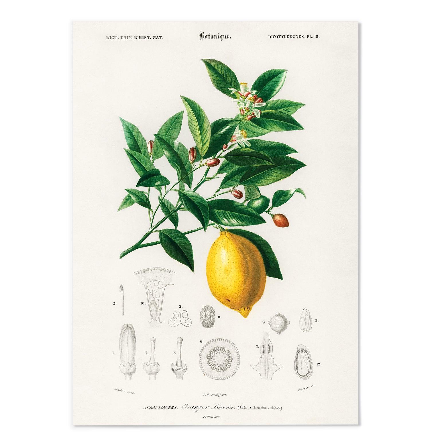 Lemon Vintage Illustration Art Print - MJ Design Studio