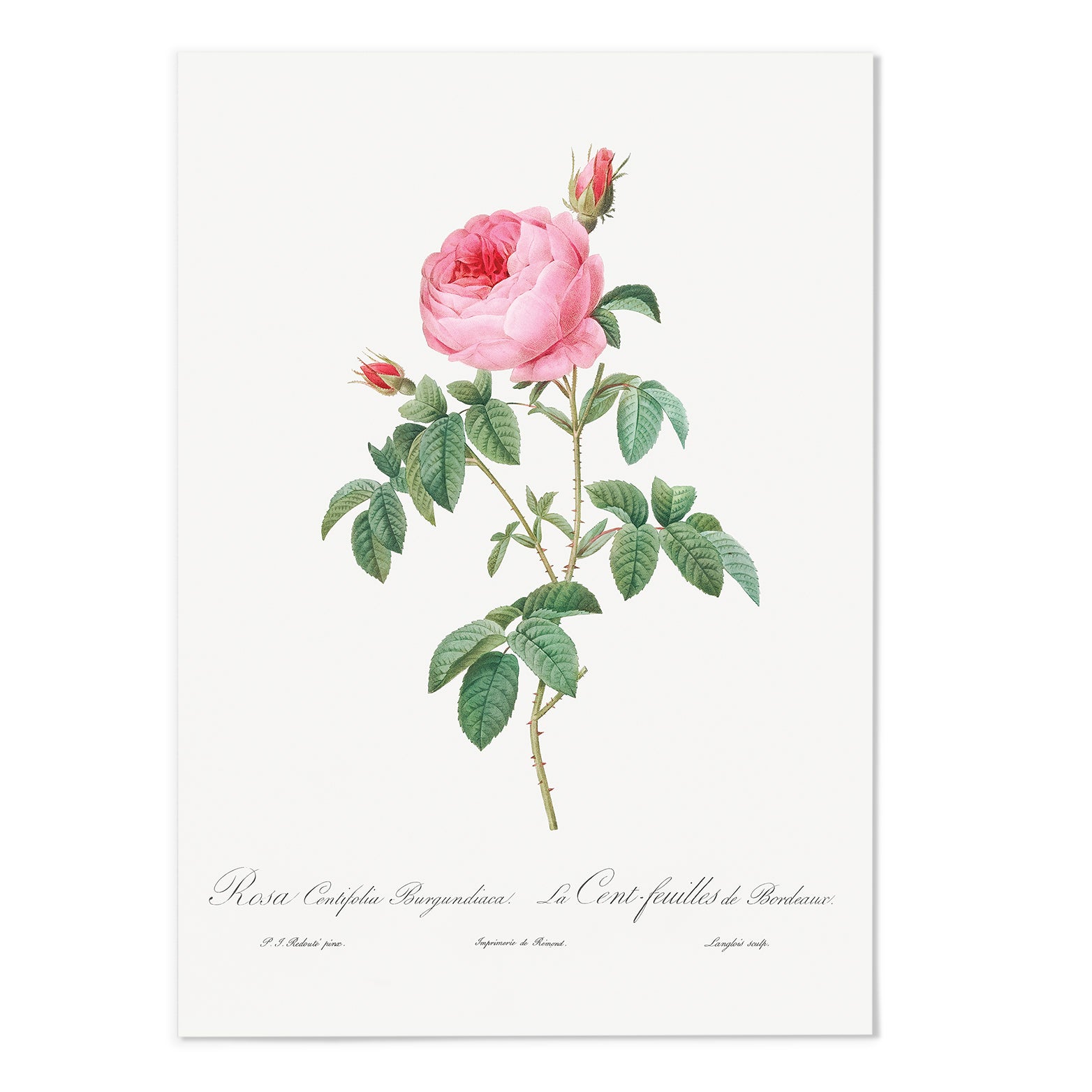 Rosa Centifolia Art Print - MJ Design Studio