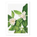Sweetbay Art Print - MJ Design Studio