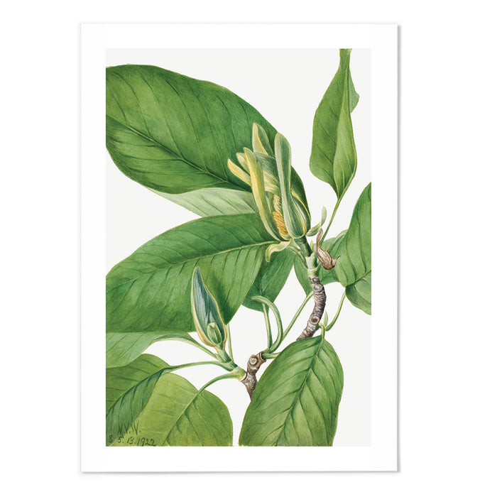 Cucumbertree Art Print - MJ Design Studio