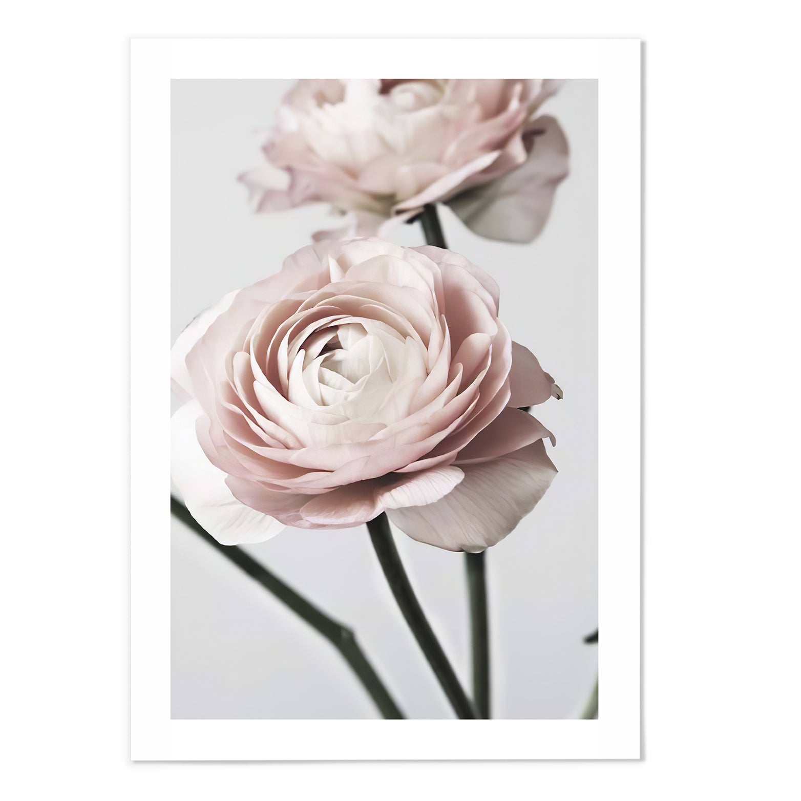 Flower V Photography Print - MJ Design Studio