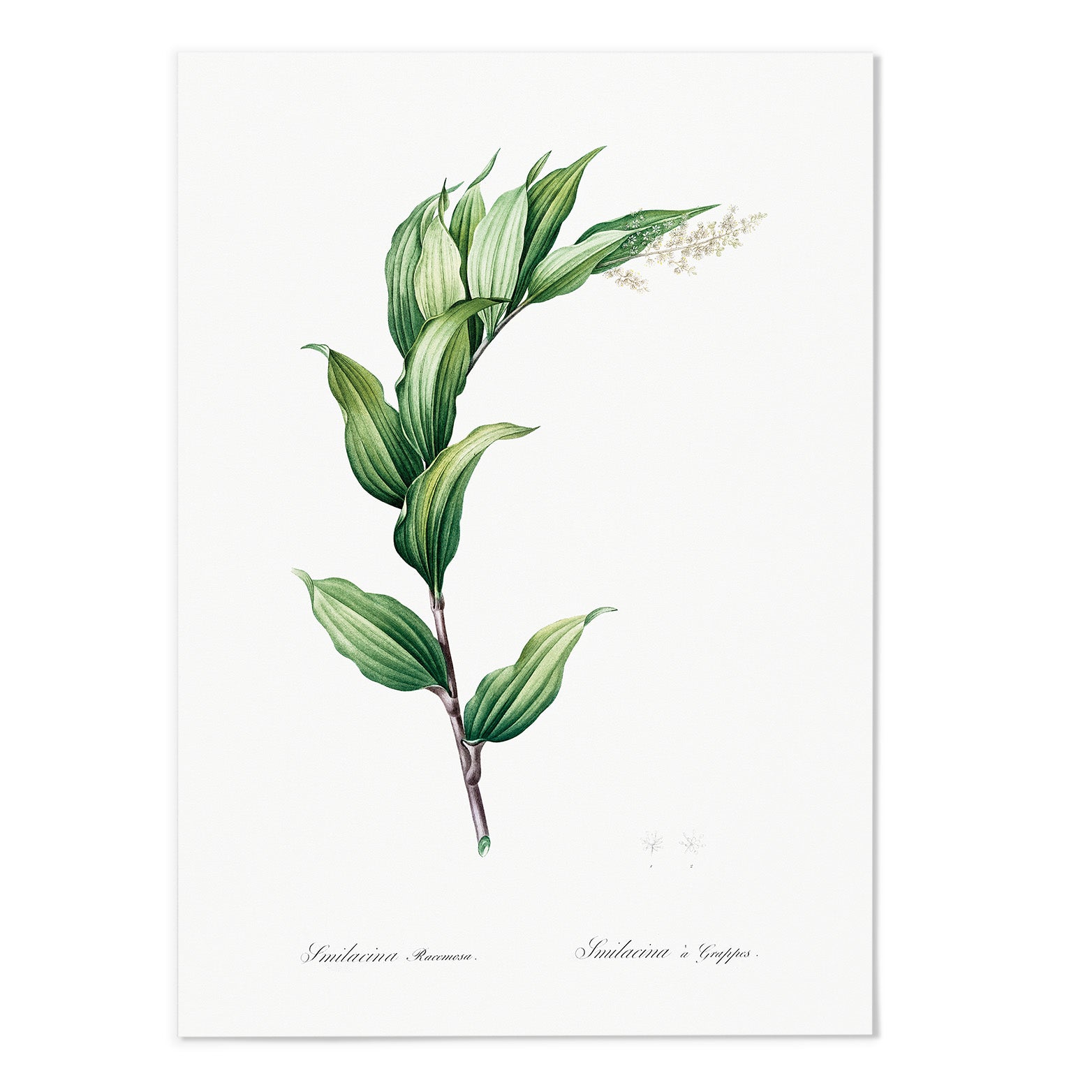 Smilacina Racemosa Art Print - MJ Design Studio