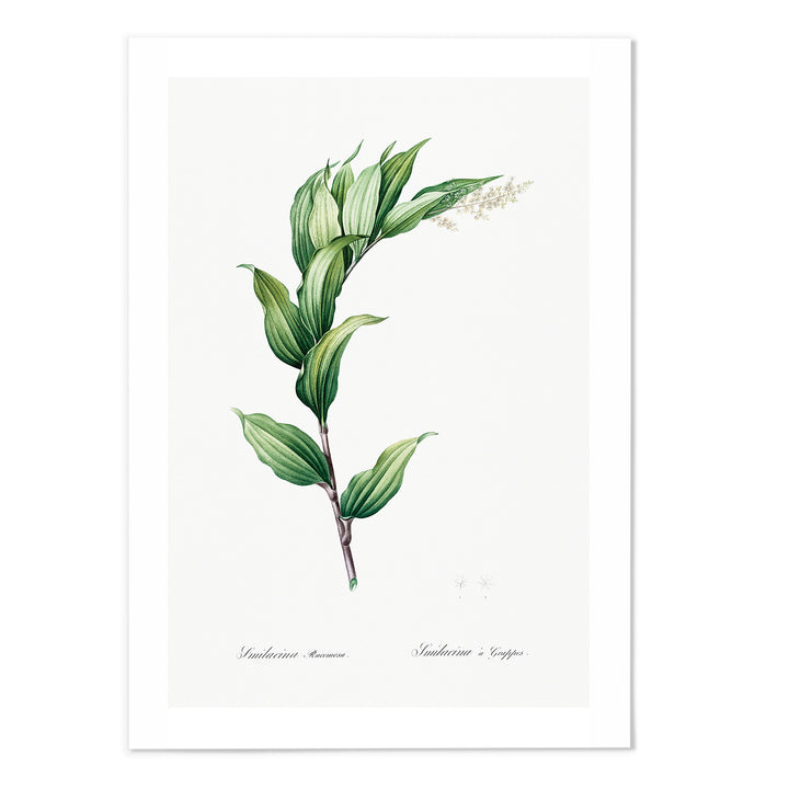 Smilacina Racemosa Art Print - MJ Design Studio