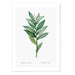 Smilacina Art Print - MJ Design Studio