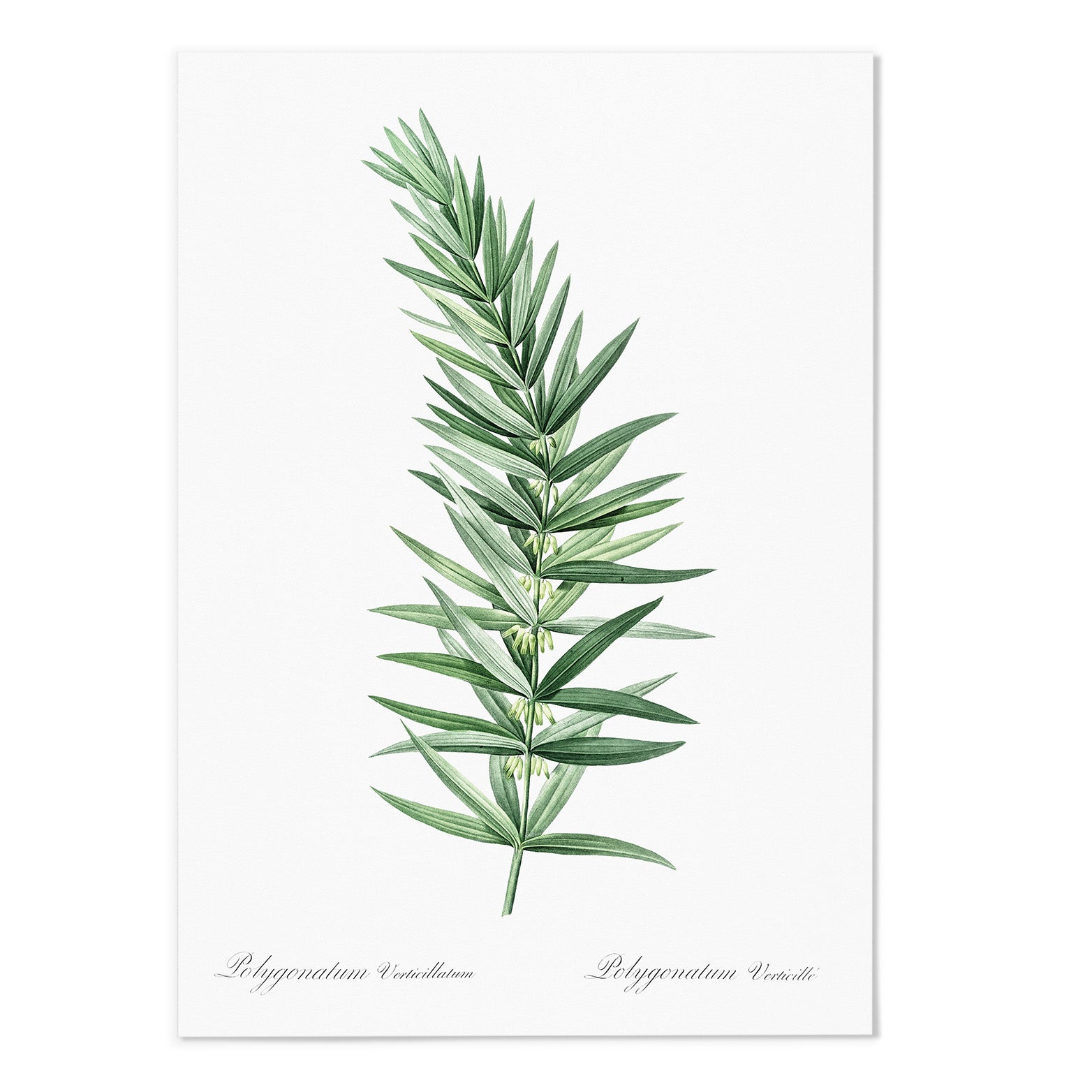 Lolygonatum I Art Print - MJ Design Studio