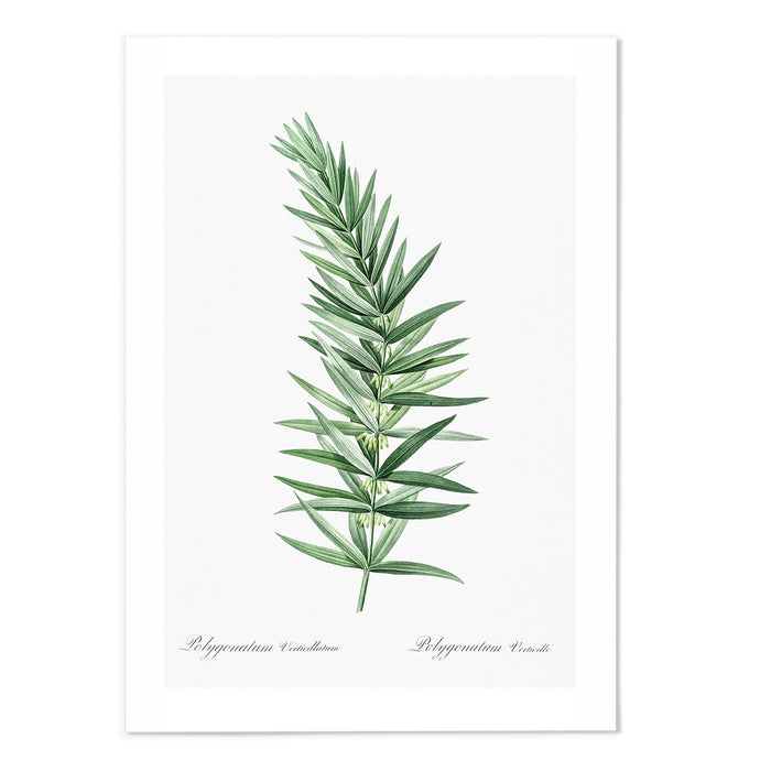 Lolygonatum I Art Print - MJ Design Studio