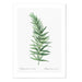 Lolygonatum I Art Print - MJ Design Studio