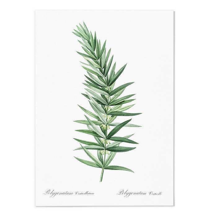 Lolygonatum I Art Print - MJ Design Studio