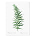 Lolygonatum I Art Print - MJ Design Studio