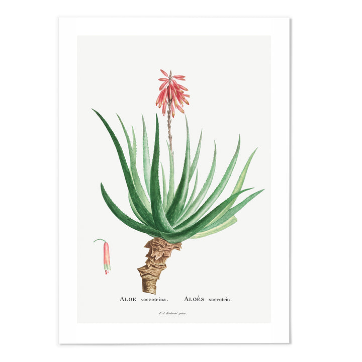 Aloe Art Print