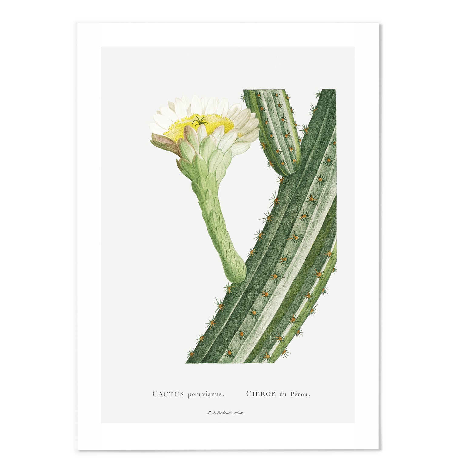 Cactus II Art Print