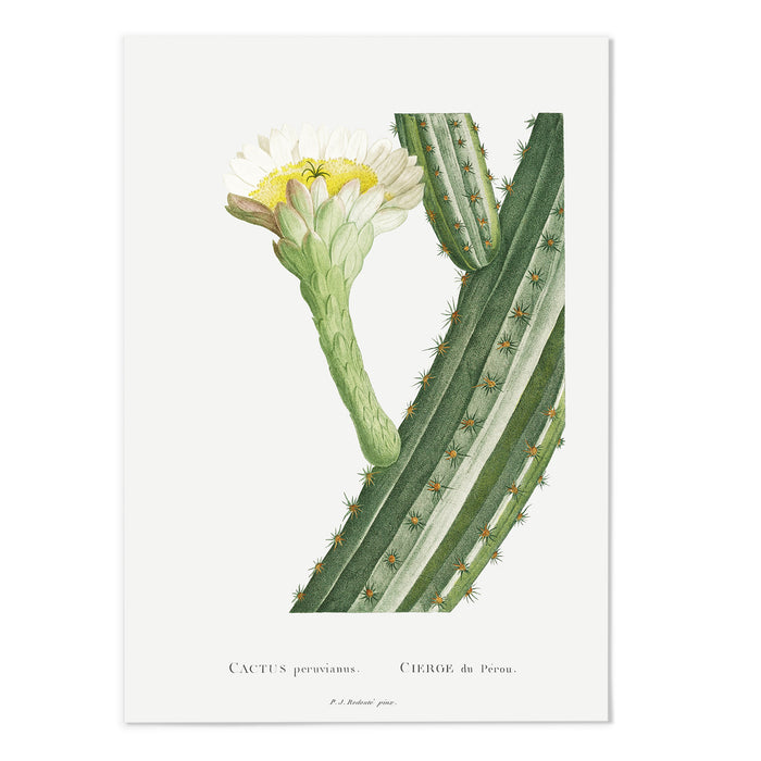 Cactus II