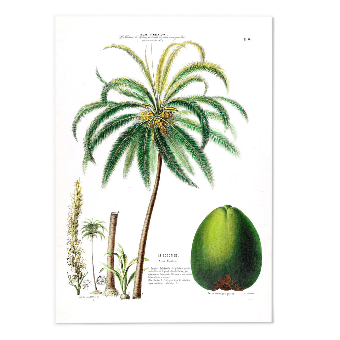 Coconut Tree Art Print