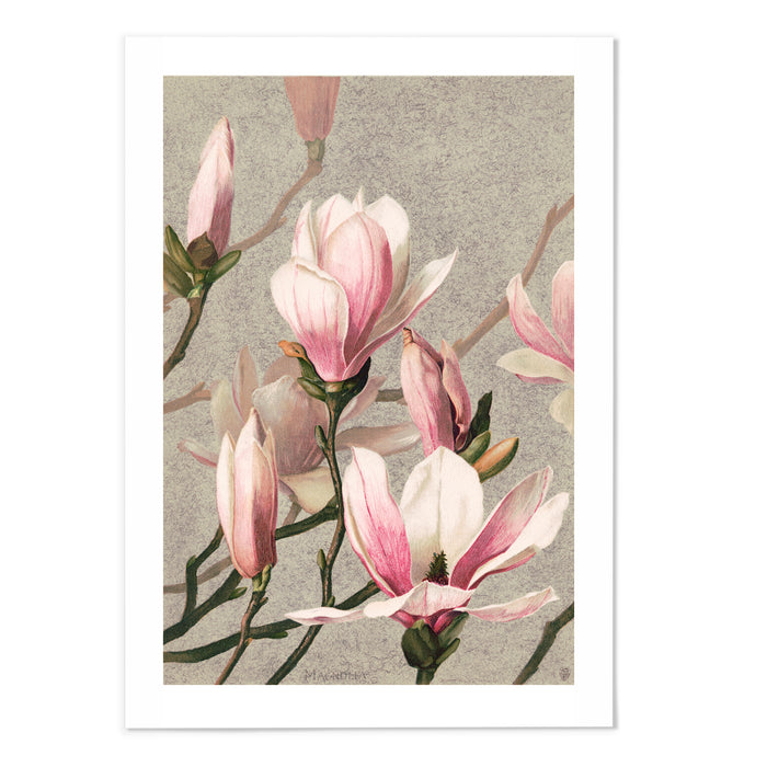 Pink Magnolia