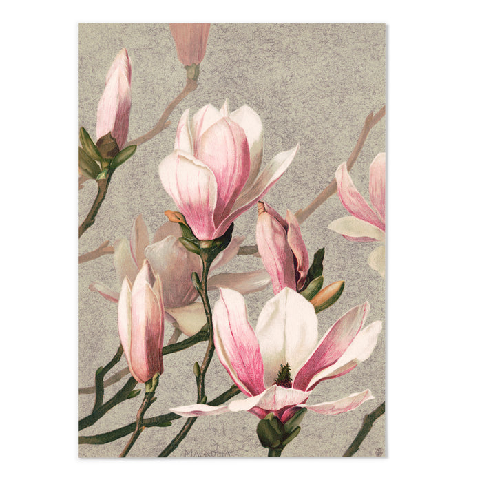 Pink Magnolia