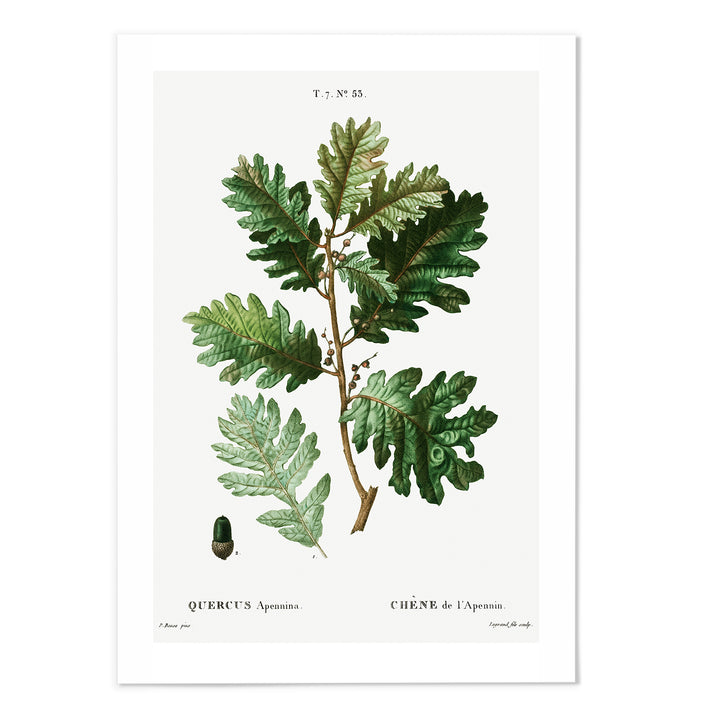 Quercus Art Print