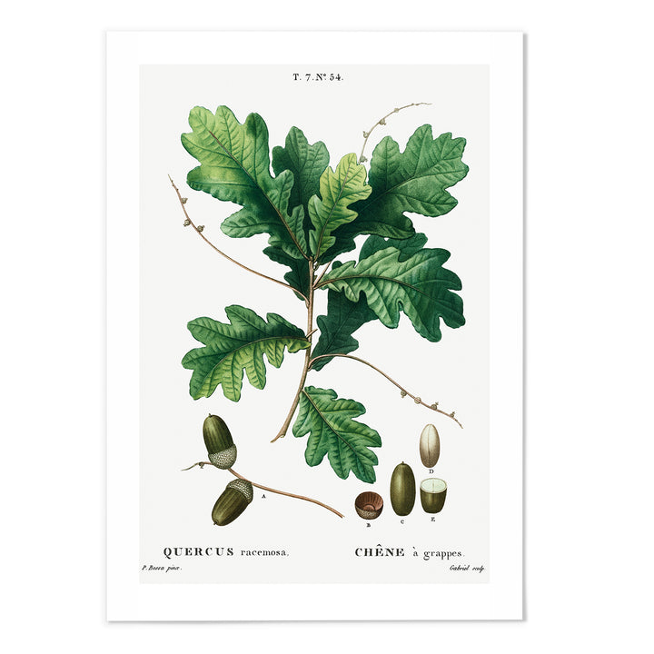 Quercus II Art Print