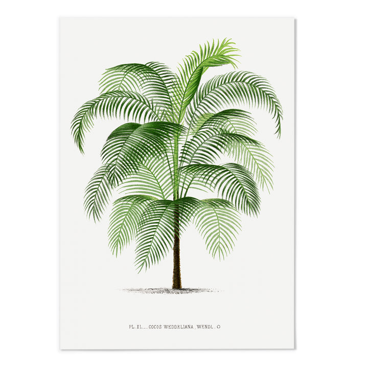 Palms II Art Print