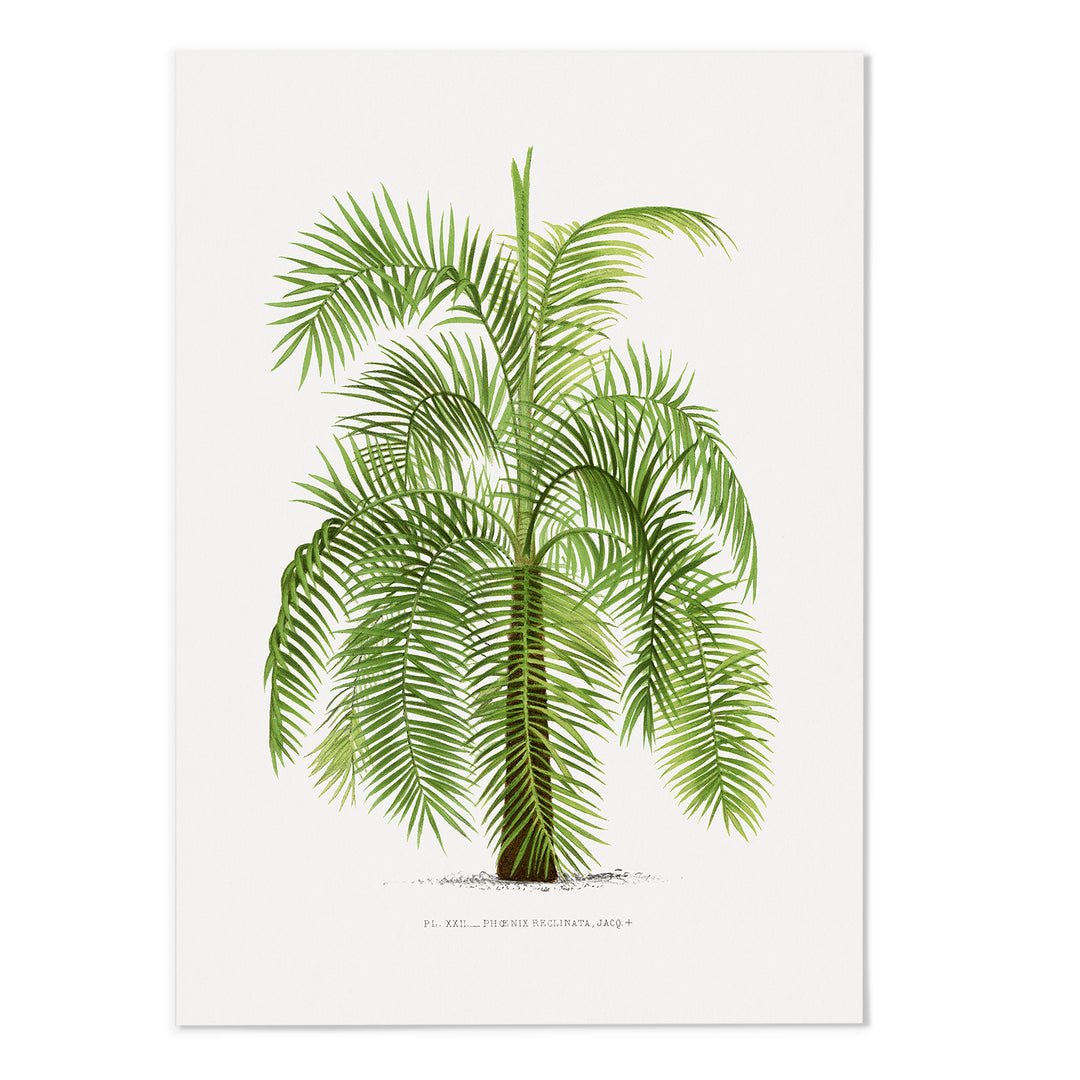 Palms III Art Print