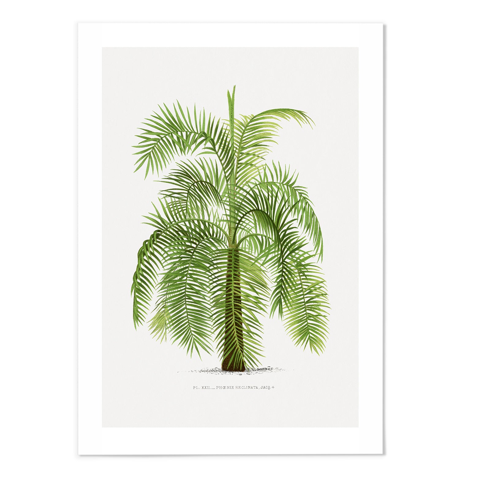 Palms III Art Print