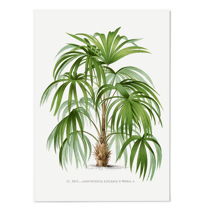 Palms V Art Print
