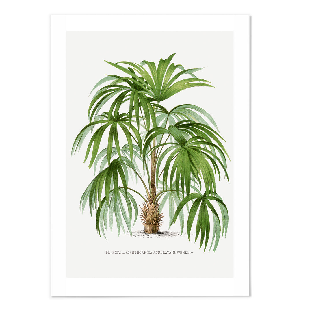 Palms V Art Print