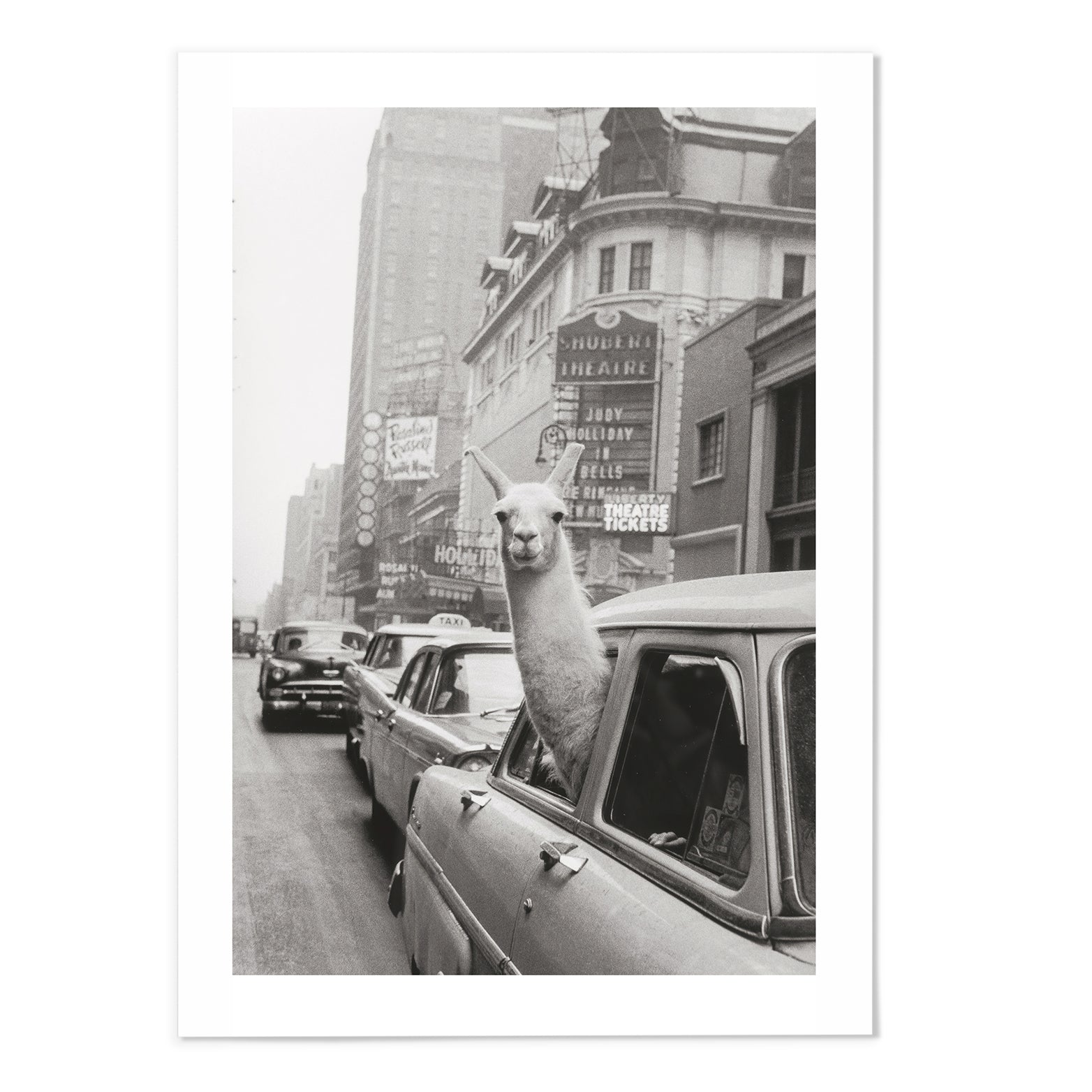 Llama In Taxi I Vintage Photography Print