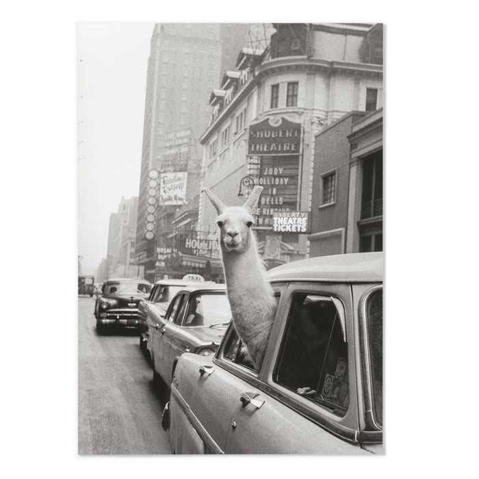 Llama In Taxi I Vintage