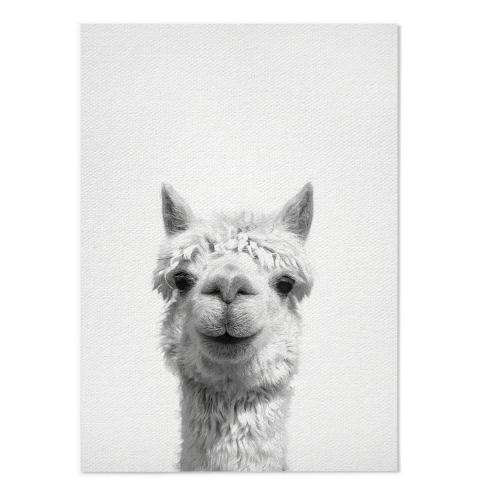 Alpaca Photography Print