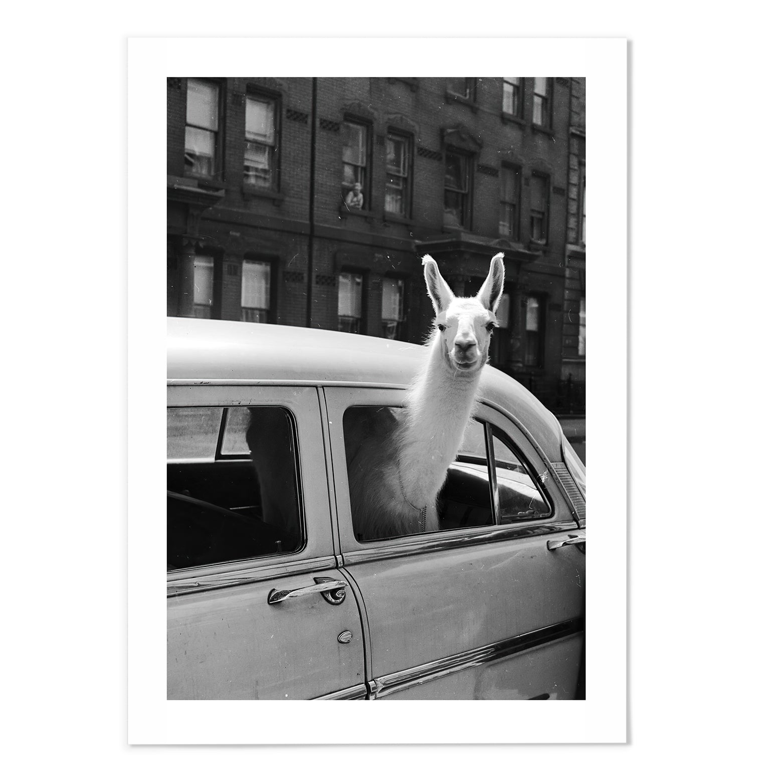 Llama In Taxi II Vintage Photography Print
